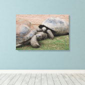 Riesenschildkröten Leinwanddruck (Insitu (Holzboden))
