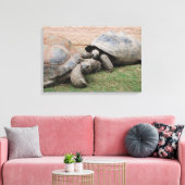 Riesenschildkröten Leinwanddruck (Insitu (Wohnzimmer))