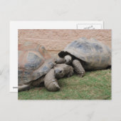 Riesenschildkröten Postkarte (Vorne/Hinten)