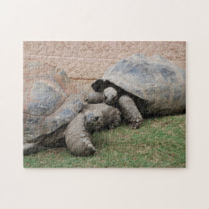 Riesenschildkröten Puzzle