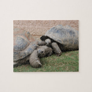 Riesenschildkröten Puzzle