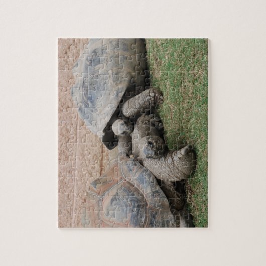 Riesenschildkröten Puzzle (Vertikal)