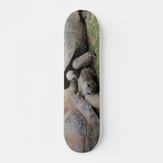 Riesenschildkröten Skateboard (Vorne)