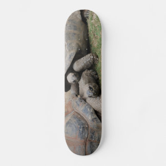 Riesenschildkröten Skateboard