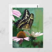 Riesenschmetterling auf Blume Postkarte (Vorne/Hinten)