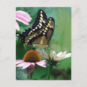 Riesenschmetterling auf Blume Postkarte
