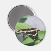 Riesenschmetterling - Magnet (Vorderseite/Rückseite)
