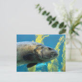 Riesenseebass Postkarte (Stehend Vorderseite)