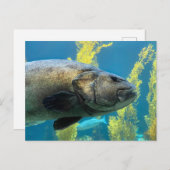 Riesenseebass Postkarte (Vorne/Hinten)
