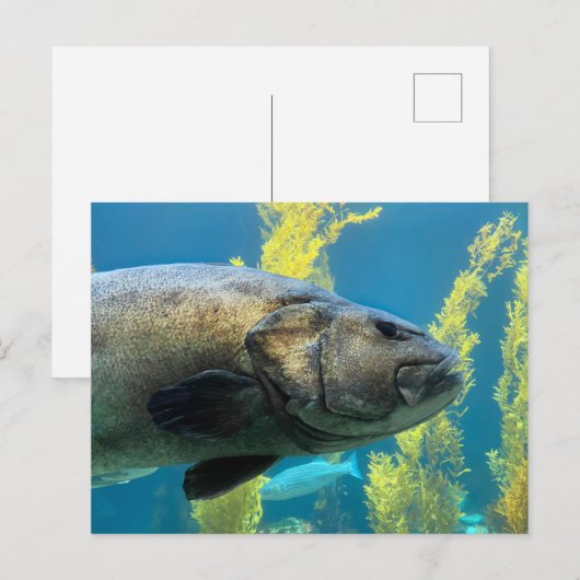 Riesenseebass Postkarte (Vorne/Hinten)