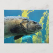 Riesenseebass Postkarte (Vorderseite)