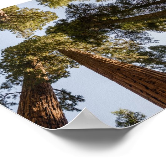 Riesensequenzen im Sequoia-Nationalpark Poster (Ecke)