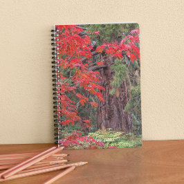 Riesensequenzen und Blätter des Roten Ahorns Notizblock