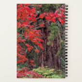 Riesensequenzen und Blätter des Roten Ahorns Notizblock (Rückseite)