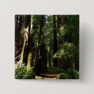 Riesensequoien und Farne im Redwood National Park Button