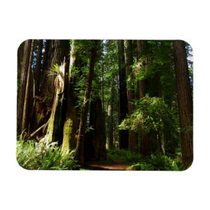 Riesensequoien und Farne im Redwood National Park Magnet