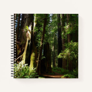 Riesensequoien und Farne im Redwood National Park Notizblock
