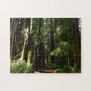 Riesensequoien und Farne im Redwood-Nationalpark Puzzle