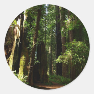 Riesensequoien und Farne im Redwood-Nationalpark Runder Aufkleber