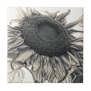 Riesensonnenblumen Vintage Antique Sepia Fliese
