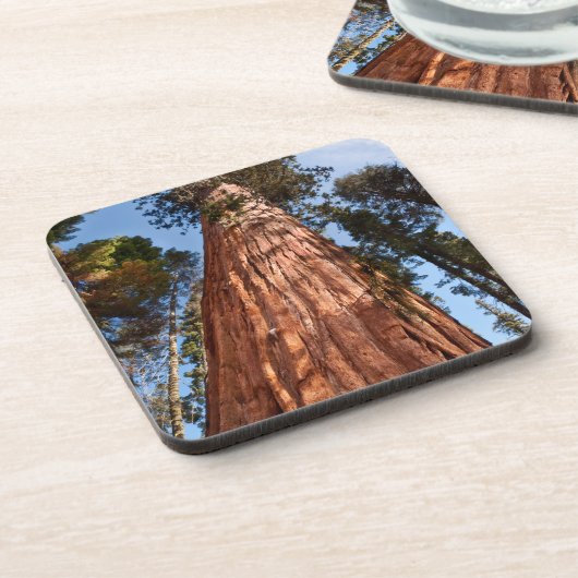 Riesenspinner Getränkeuntersetzer (Linke Seite)