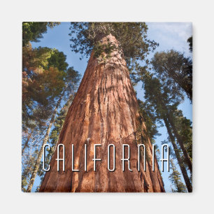 Riesenspinner Magnet