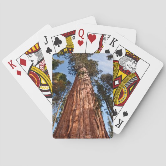 Riesenspinner Spielkarten (Rückseite)