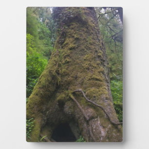 Riesenspruce Tree, Cape Perpetua, ODER Fotoplatte