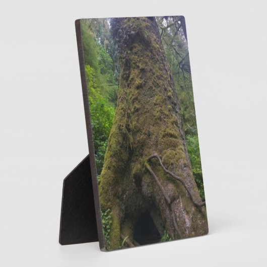 Riesenspruce Tree, Cape Perpetua, ODER Fotoplatte (Seite)