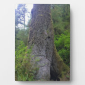 Riesenspruce Tree, Cape Perpetua, ODER Fotoplatte (Vorderseite)