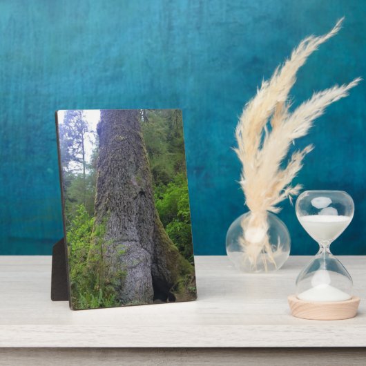 Riesenspruce Tree, Cape Perpetua, ODER Fotoplatte (Seite)