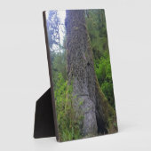 Riesenspruce Tree, Cape Perpetua, ODER Fotoplatte (Seite)