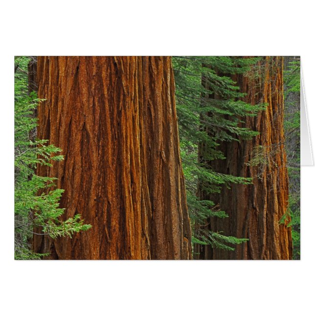 Riesenstämme aus Sequoia im Wald, Yosemite (Vorderseite (Horizontal))