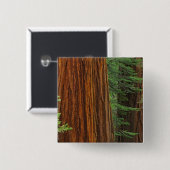 Riesenstämme aus Sequoia im Wald, Yosemite Button (Vorne & Hinten)