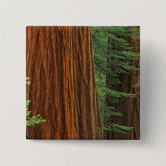 Riesenstämme aus Sequoia im Wald, Yosemite Button (Vorderseite)
