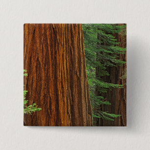 Riesenstämme aus Sequoia im Wald, Yosemite Button