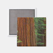 Riesenstämme aus Sequoia im Wald, Yosemite Magnet (Vorderseite/Rückseite)