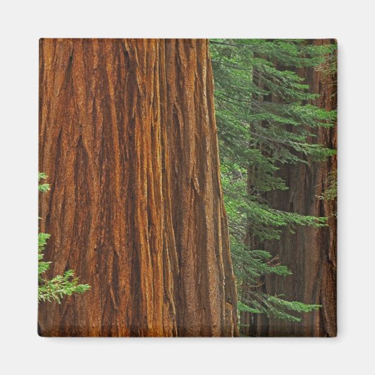 Riesenstämme aus Sequoia im Wald, Yosemite Magnet (Vorne)