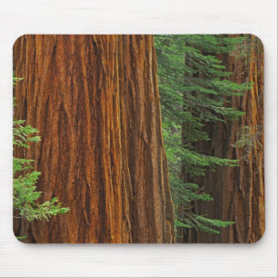 Riesenstämme aus Sequoia im Wald, Yosemite Mousepad