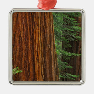 Riesenstämme aus Sequoia im Wald, Yosemite Ornament Aus Metall