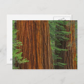 Riesenstämme aus Sequoia im Wald, Yosemite Postkarte (Vorne/Hinten)