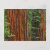 Riesenstämme aus Sequoia im Wald, Yosemite Postkarte (Vorderseite)