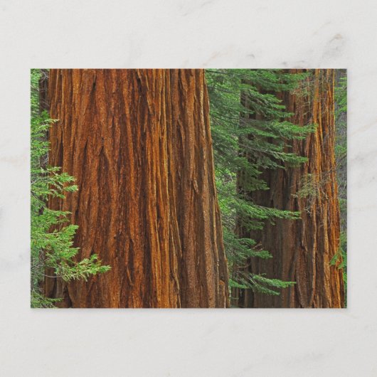 Riesenstämme aus Sequoia im Wald, Yosemite Postkarte (Vorderseite)