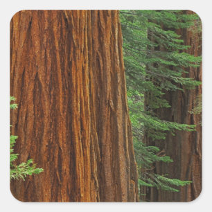 Riesenstämme aus Sequoia im Wald, Yosemite Quadratischer Aufkleber