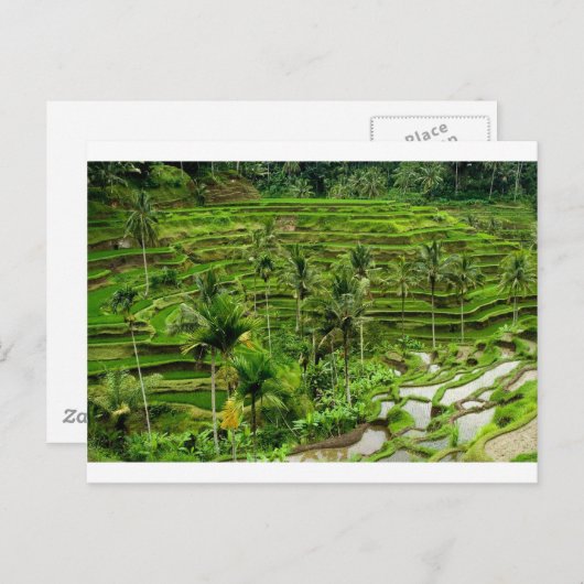 Riesenterrasse in Bali Postkarte (Vorne/Hinten)