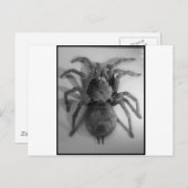 Riesenvogel-Spinne Postkarte (Vorne/Hinten)