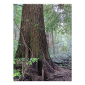 Riesenwald Nadelbaum Natur Fotodruck (Vorne)