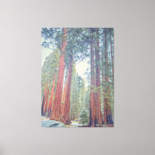 Riesenwald Sequoia Leinwanddruck
