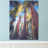 Riesenwaldlandschaft Sequoia Bäume Leinwanddruck (Insitu (Holzboden))