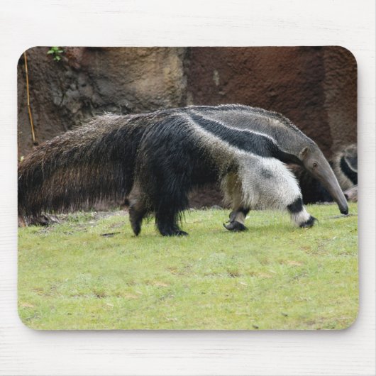 Riesige Ameise Eater8x10 Mousepad (Vorne)